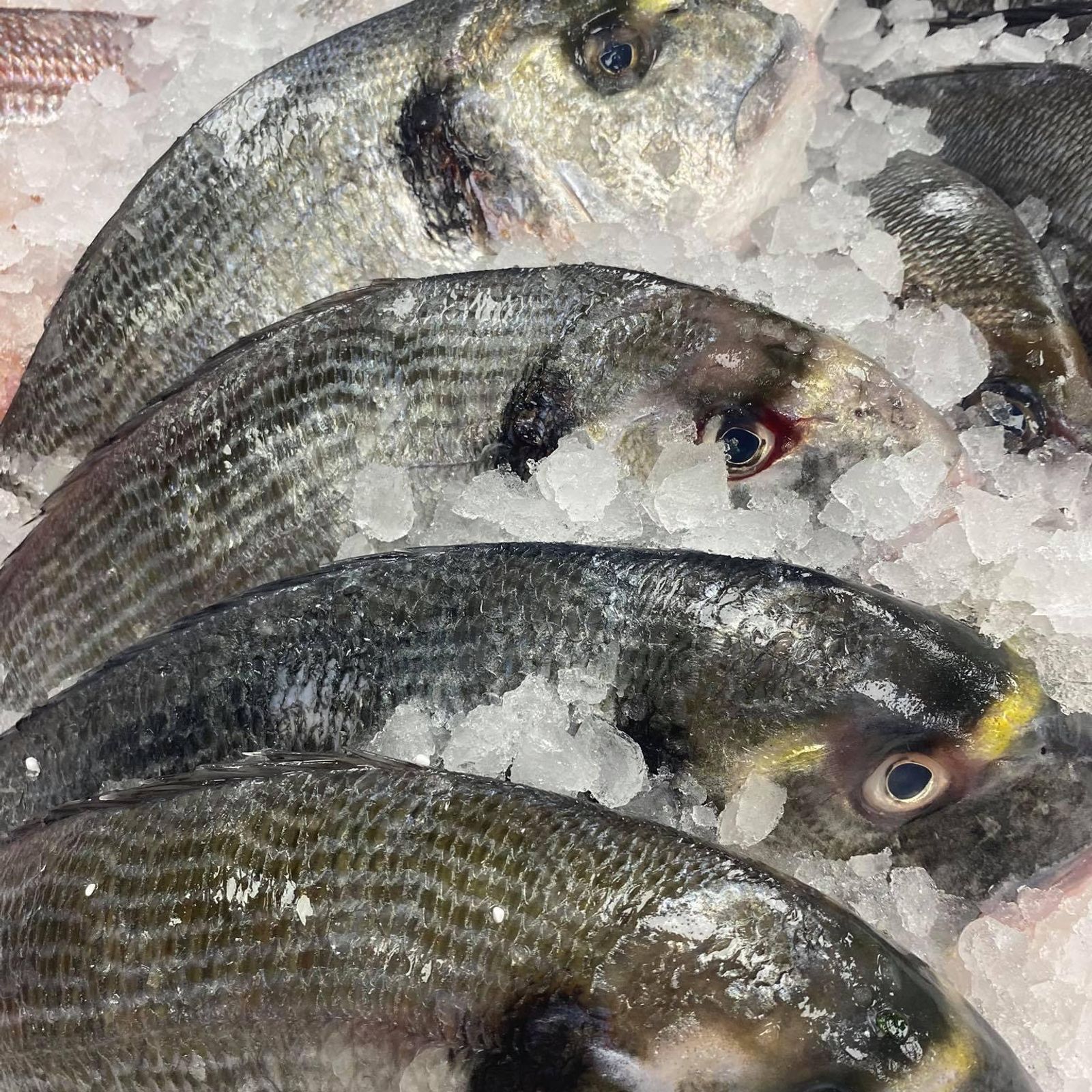 Gilt Head Bream