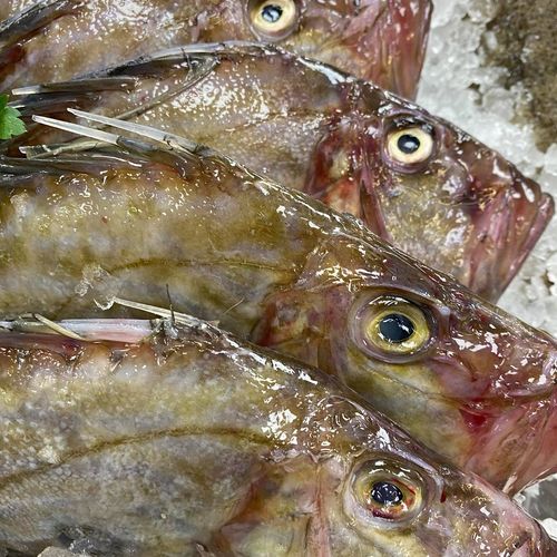 John Dory