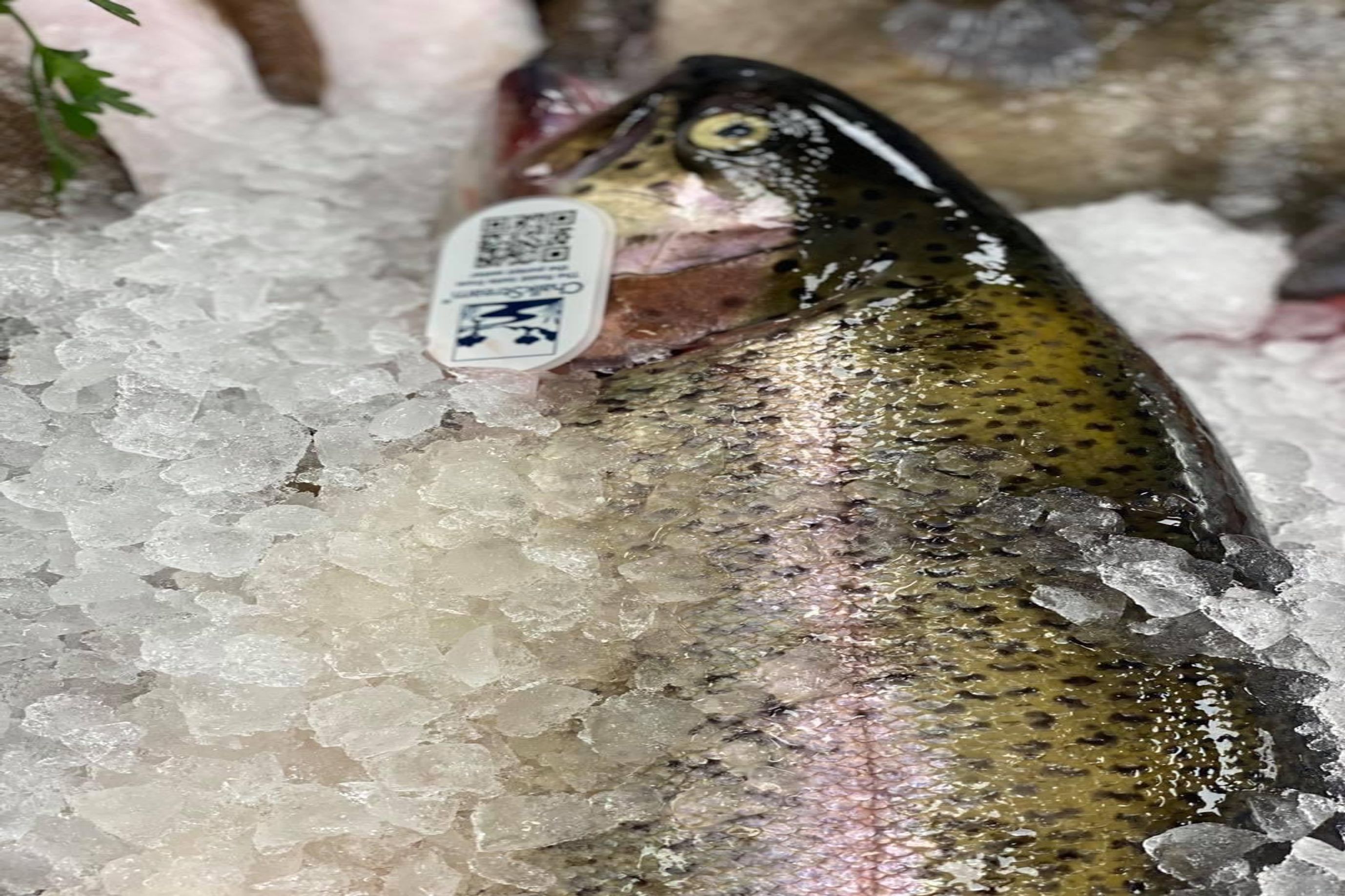 ChalkStream Trout