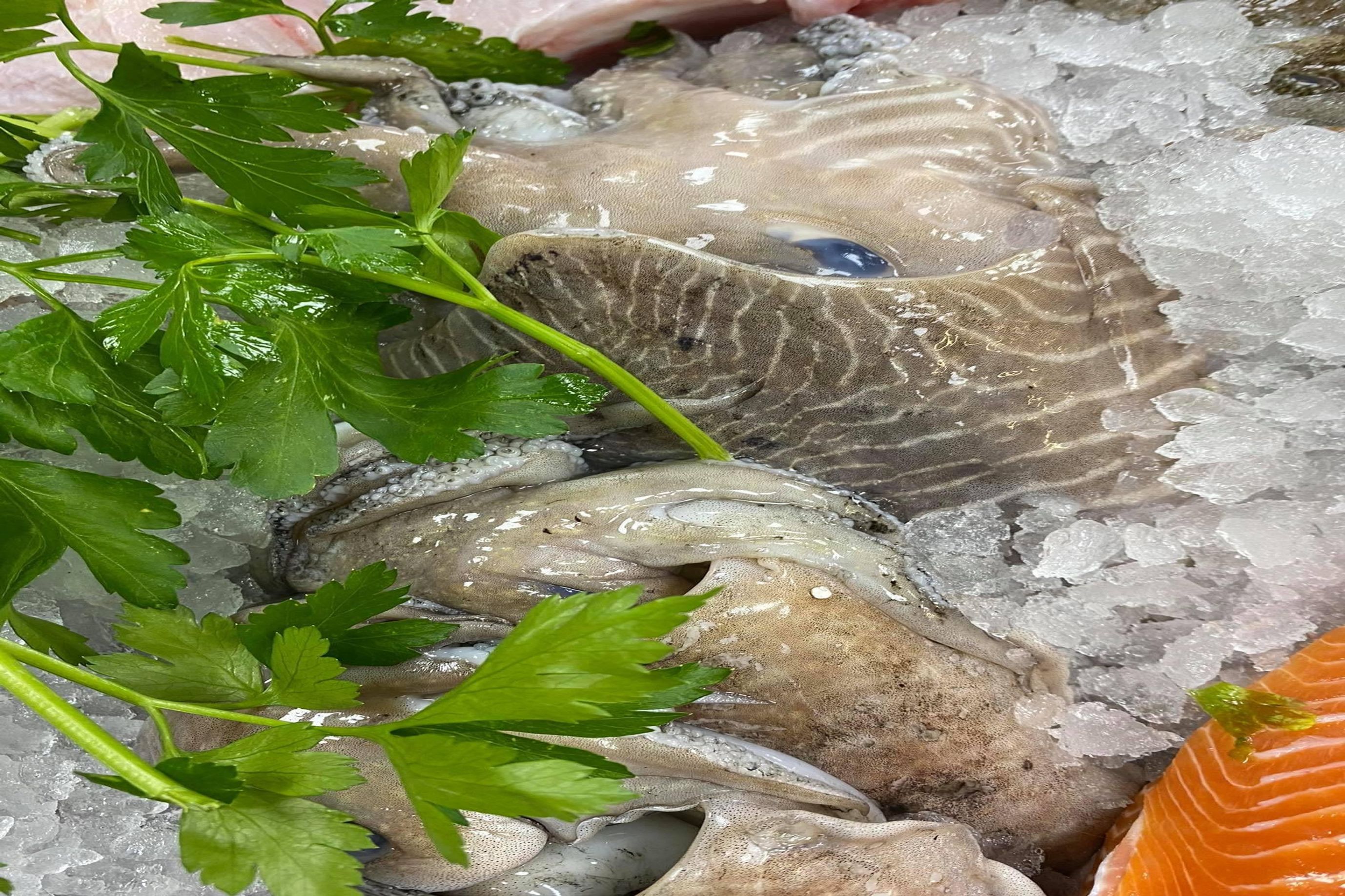 Cuttlefish