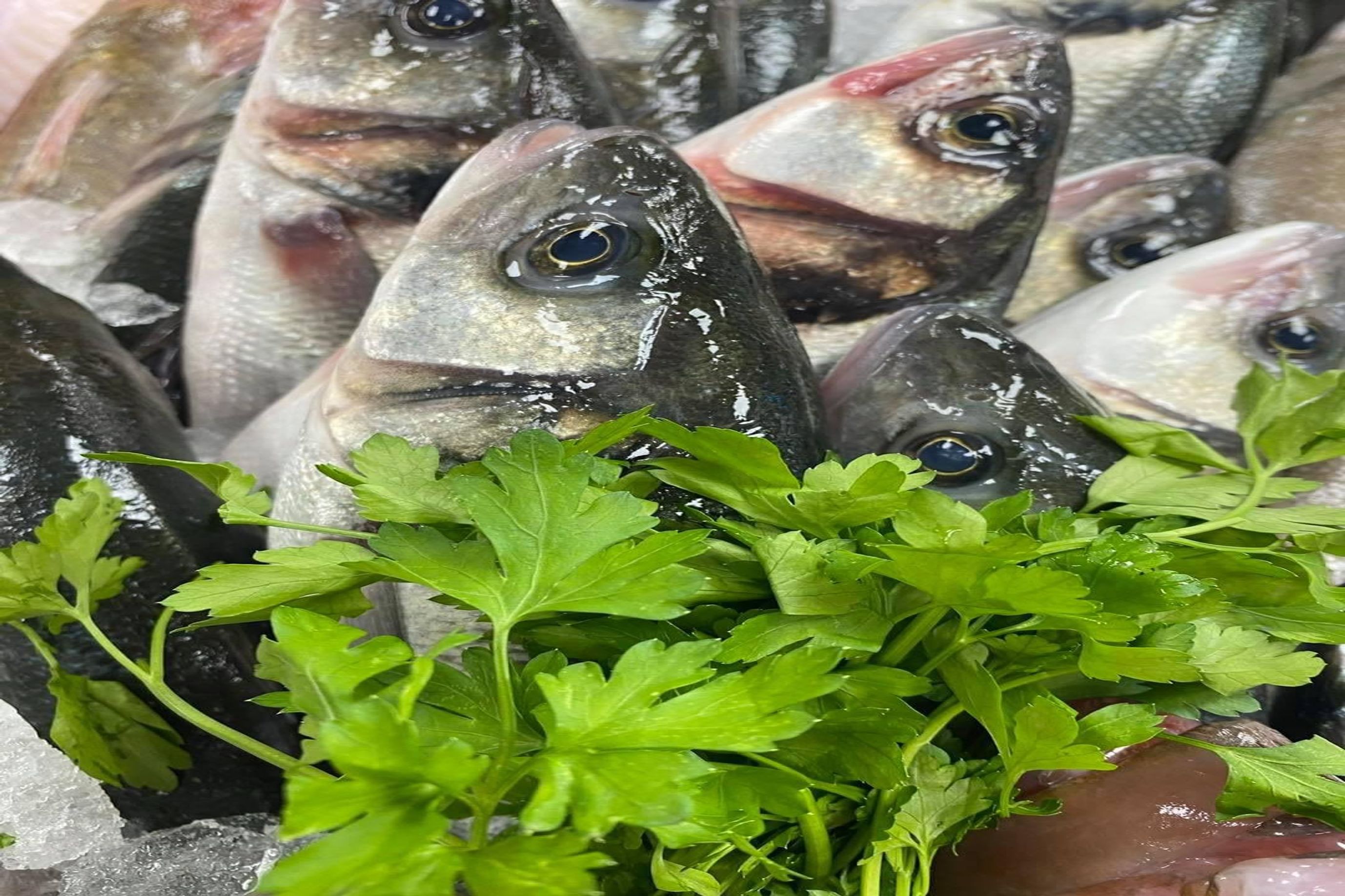Farmed Bass