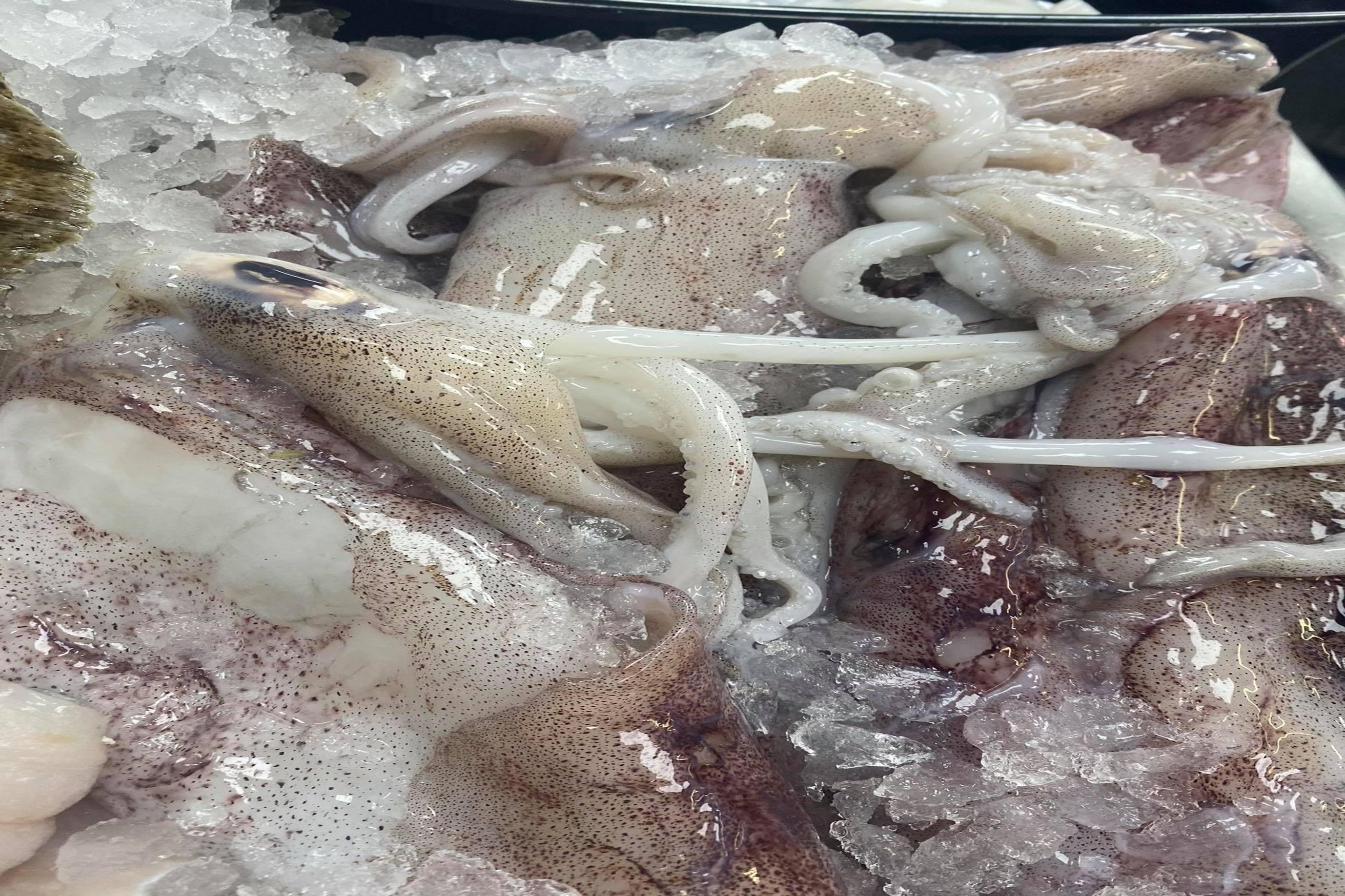 Fresh Squid