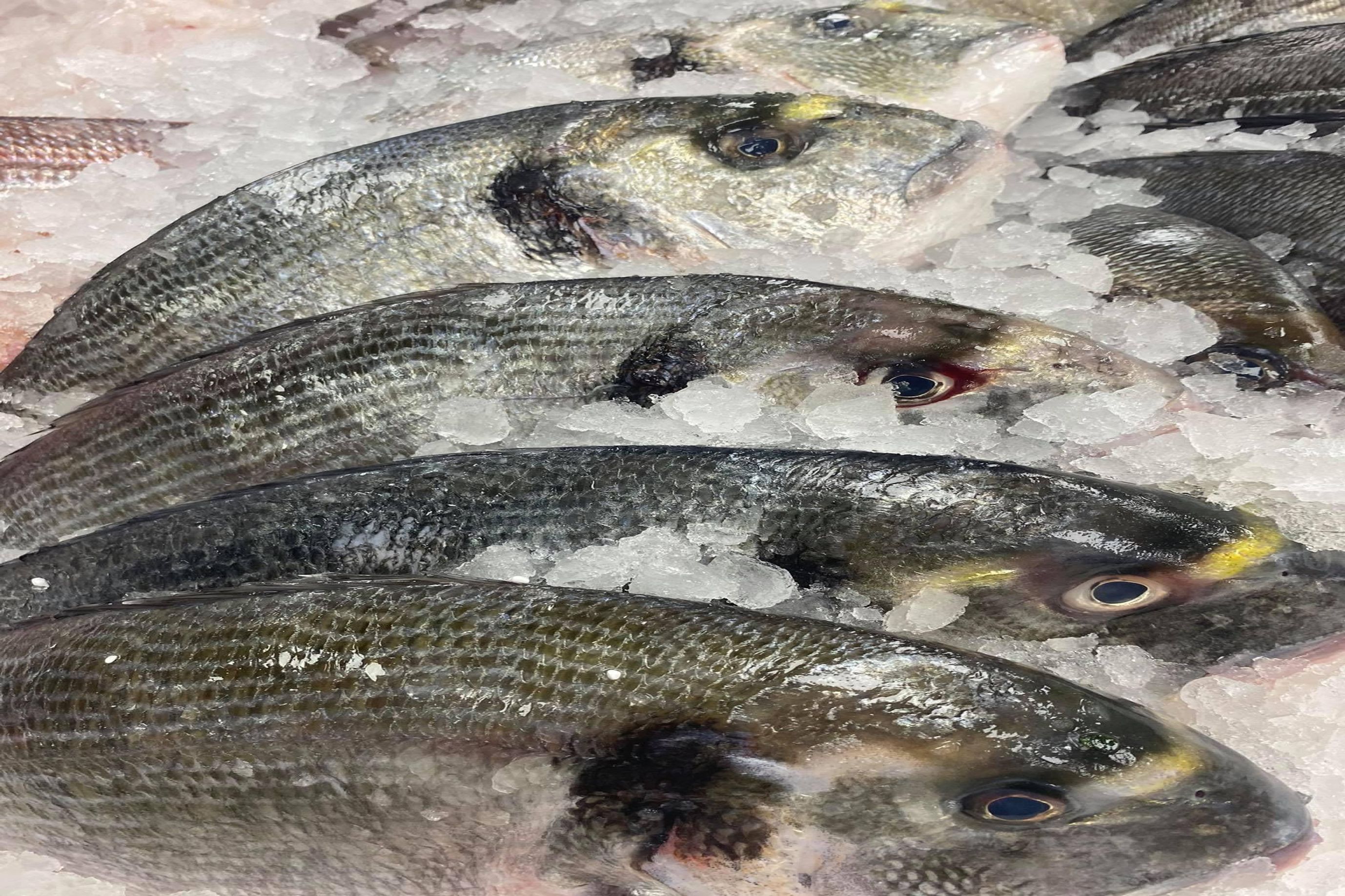 Gilt Head Bream