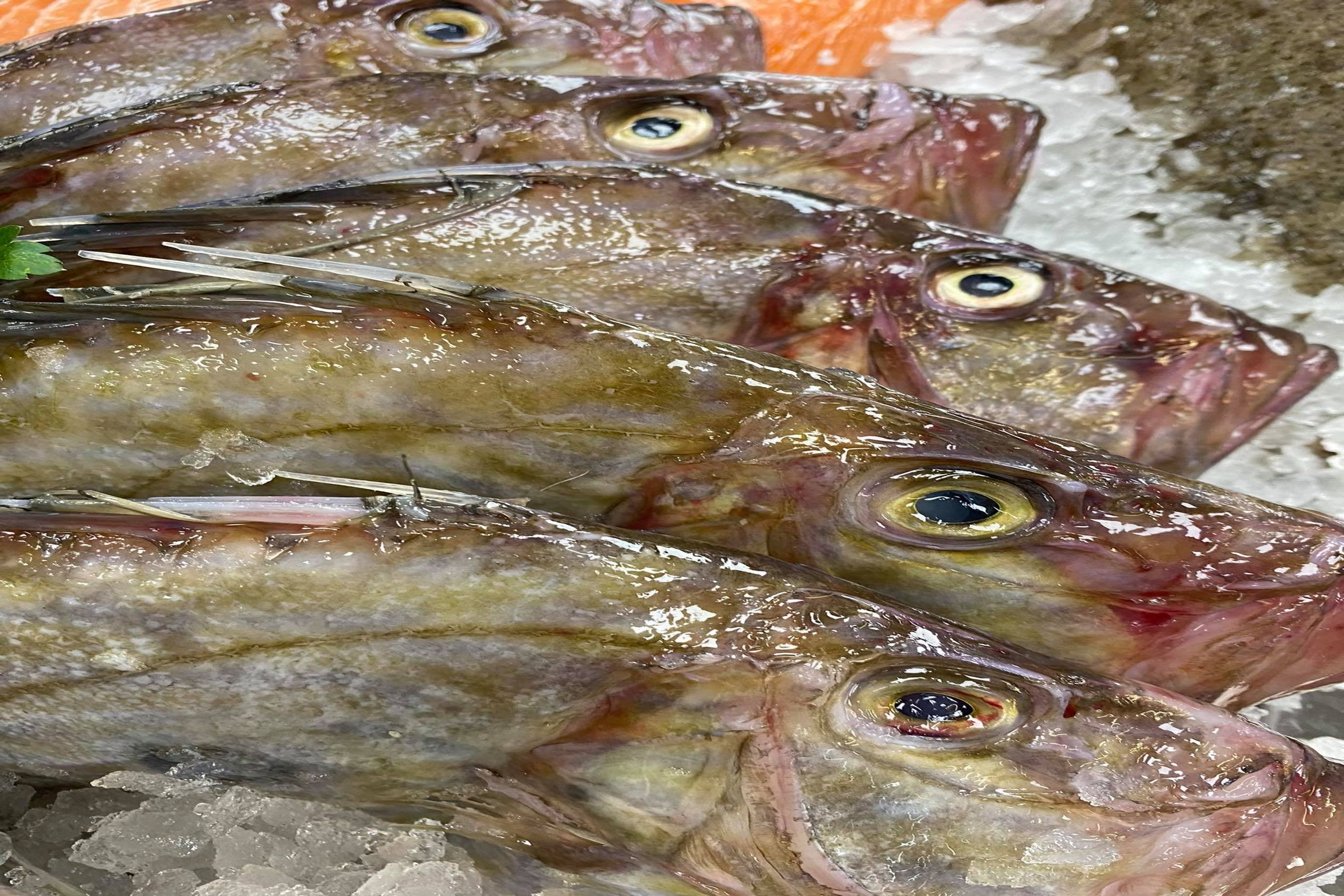 John Dory