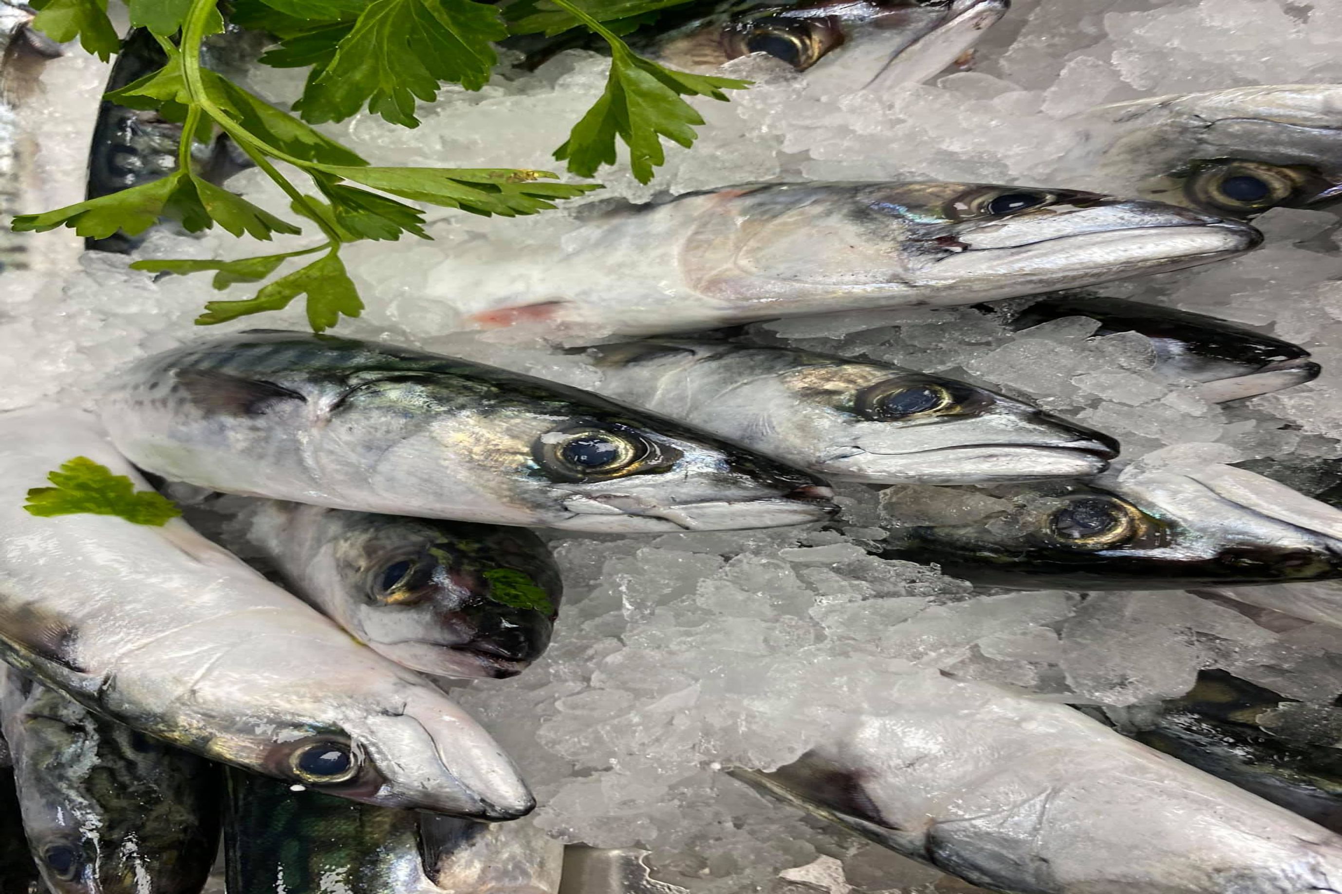 Mackerel