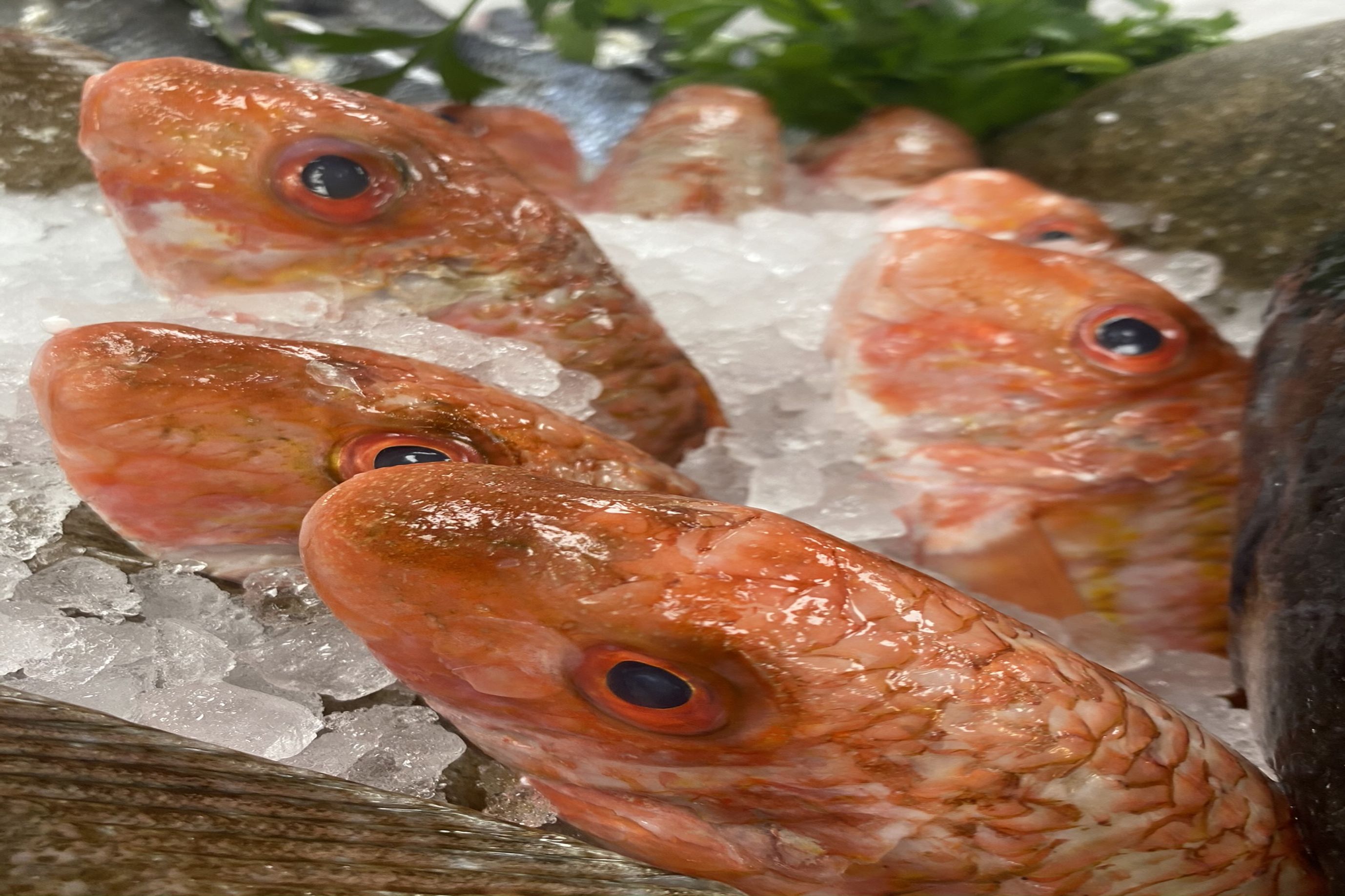 Red Mullet