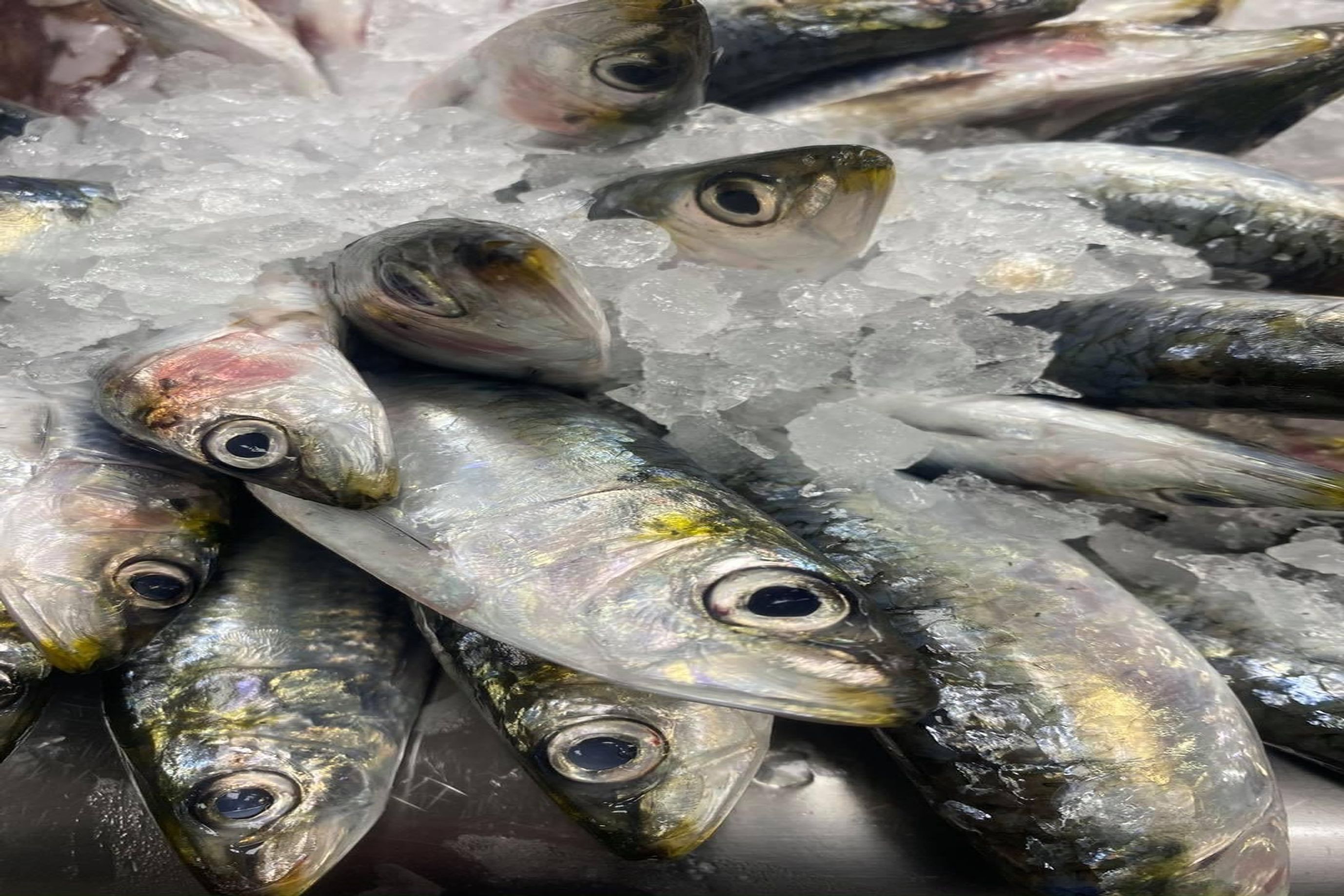 Sardines