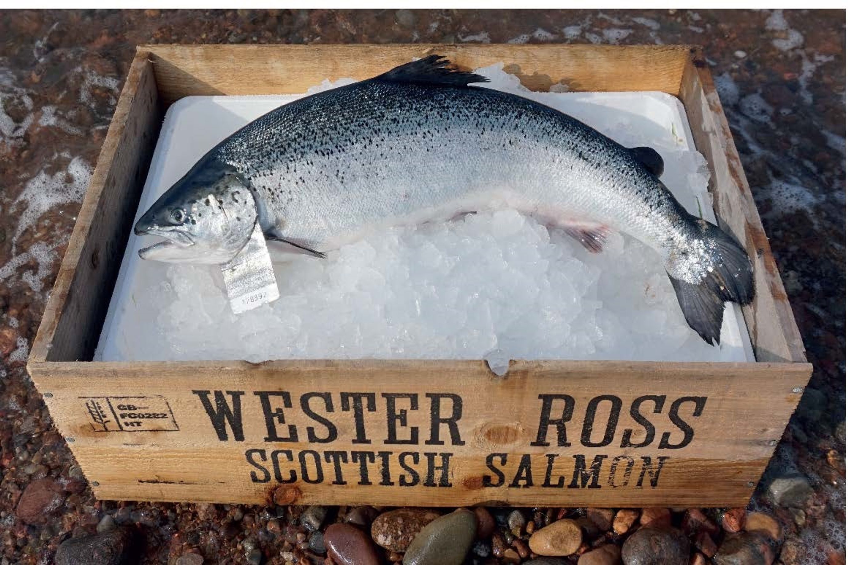 Whole Salmon