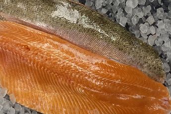 ChalkStream Trout Fillets