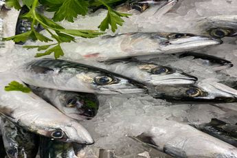 Mackerel