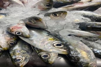 Sardines
