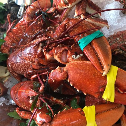 Cooked Whole Lobster