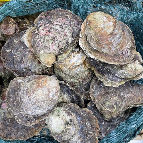 Native Oysters