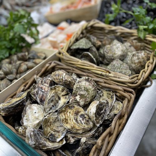 Oysters