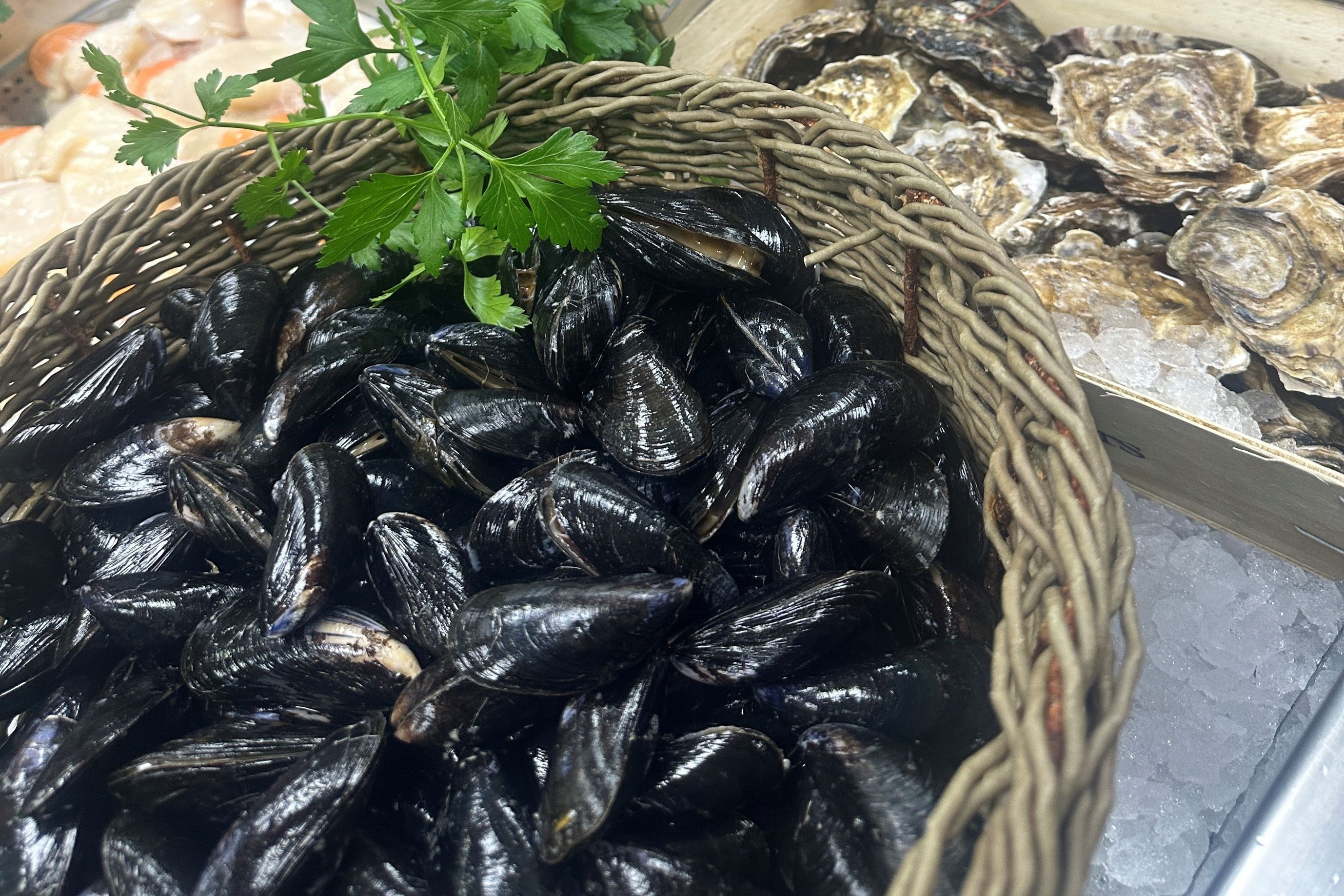 Live Mussels