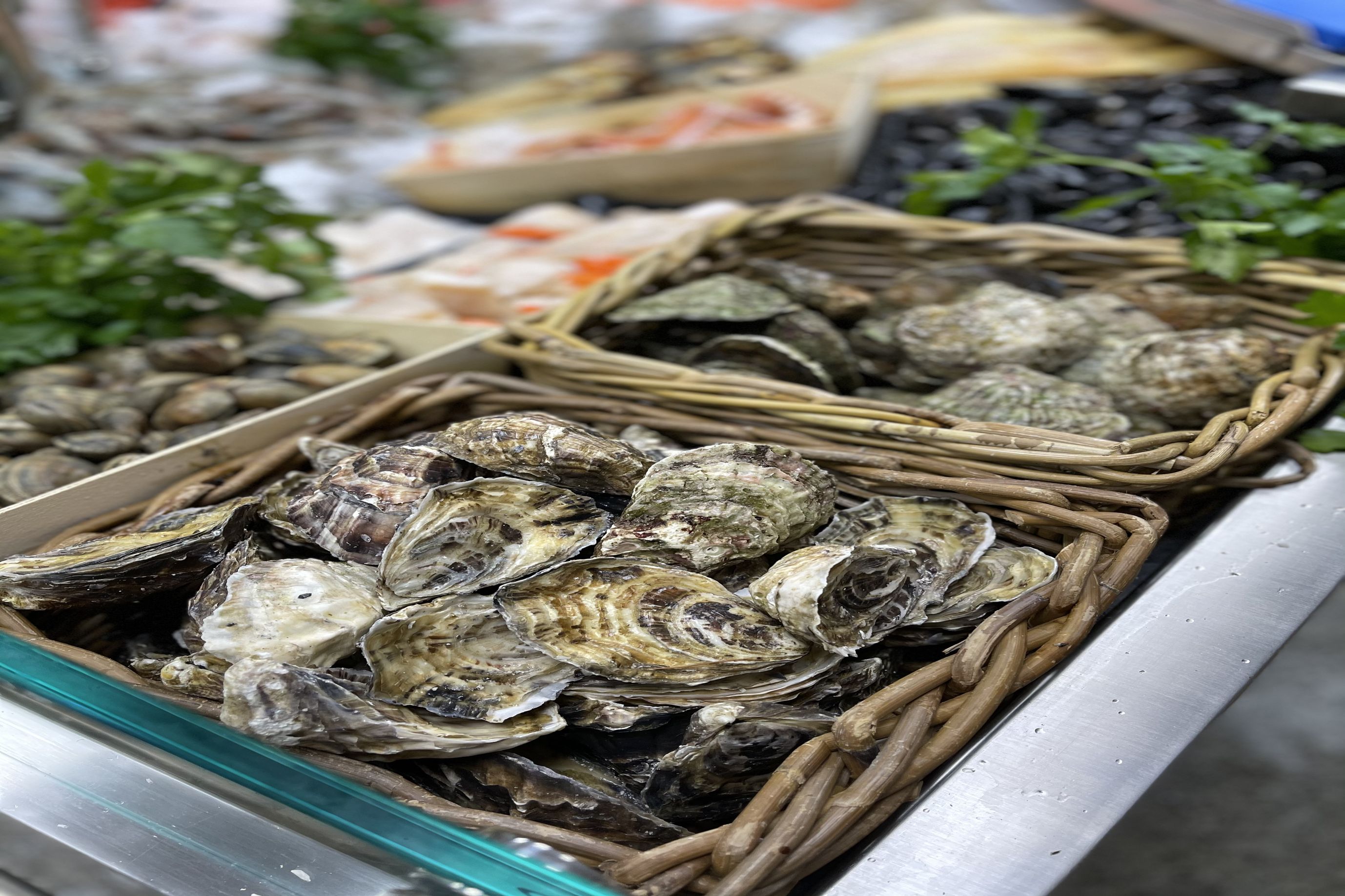 Oysters
