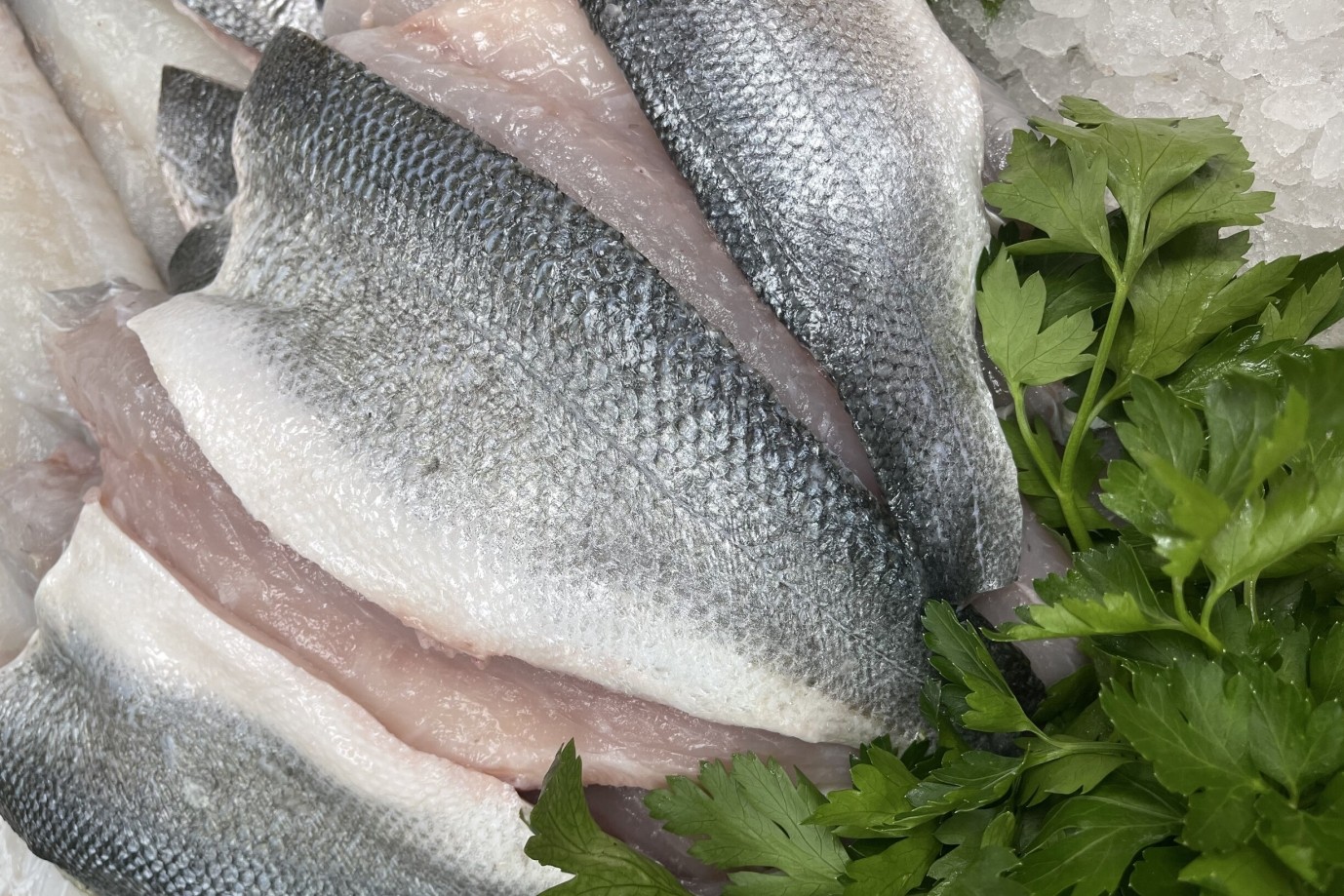 farmed bass fillets