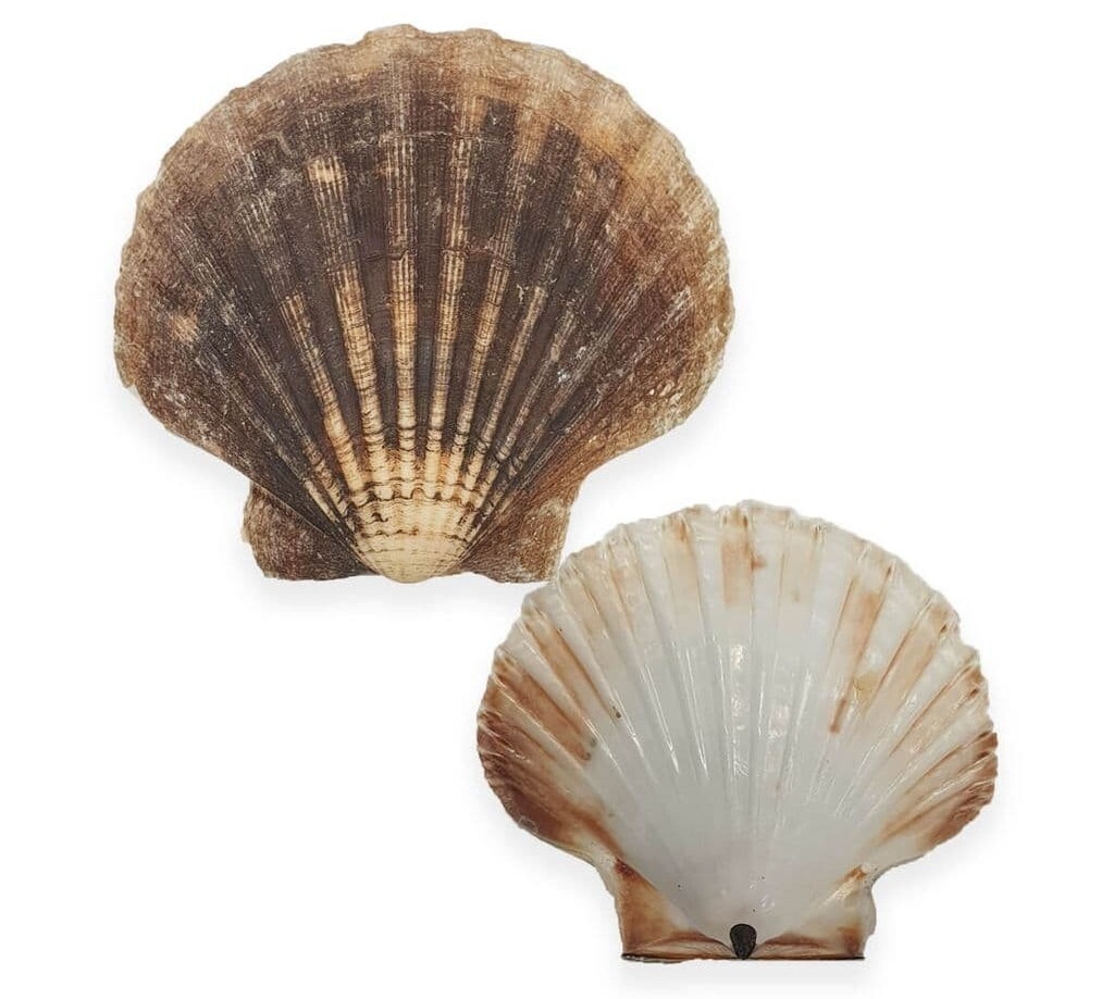 Buy Scallop shells (empty) Online