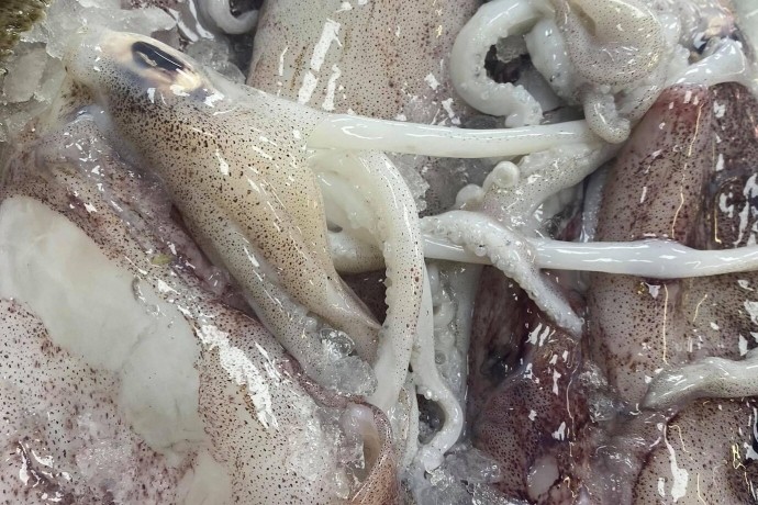 fresh-squid