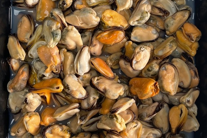 cooked-mussels