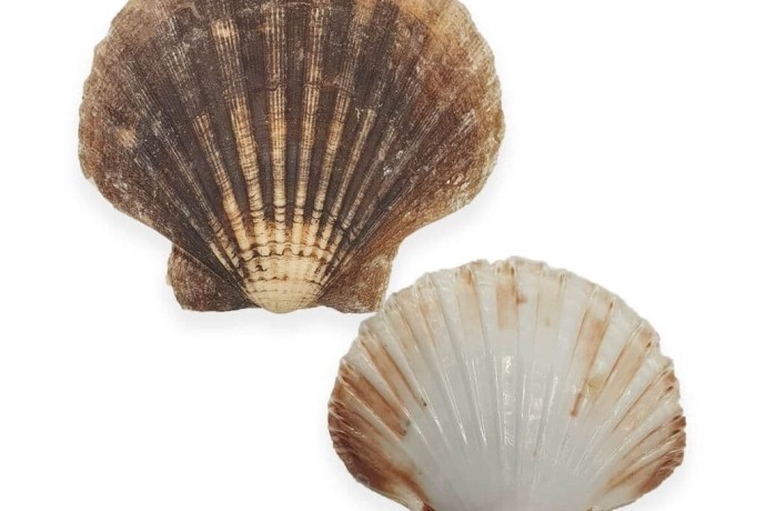scallop-shells-empty