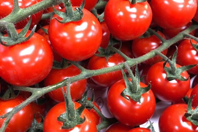 cherry-vine-tomatoes