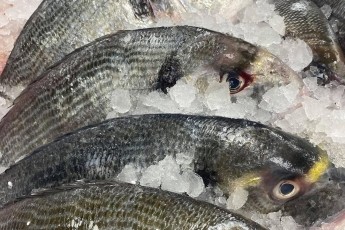 Gilt Head Bream (Farmed)