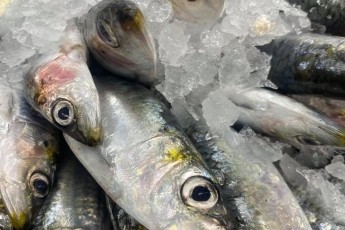 Sardines