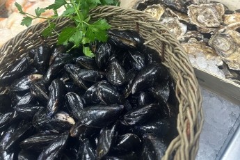 Live Mussels