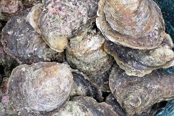 Native Oysters