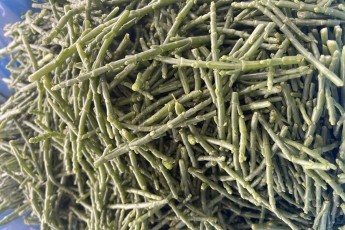 Samphire