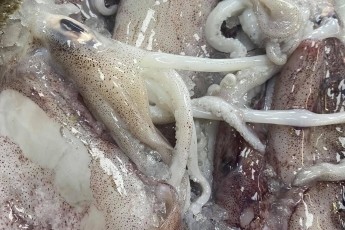 Whole Squid