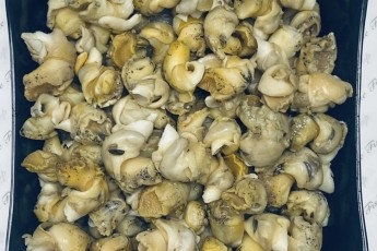 Cooked Whelks