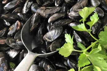 Live Porthilly Mussels