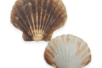 Scallop shells (empty)